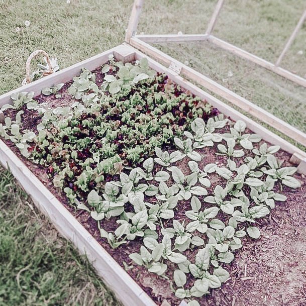 Above Ground Garden Bed Wood