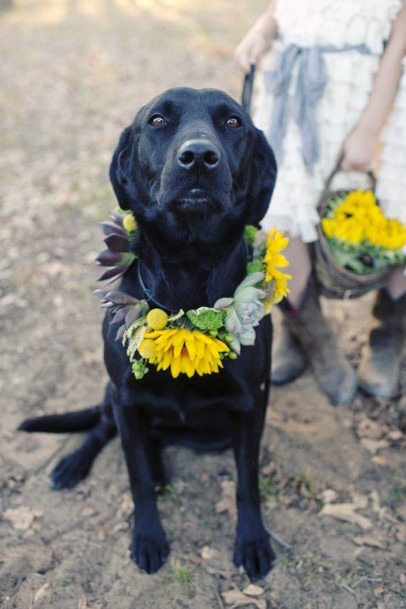 Adorable Black Lab Puppy Sunflower Wreath Ideas For Wedding