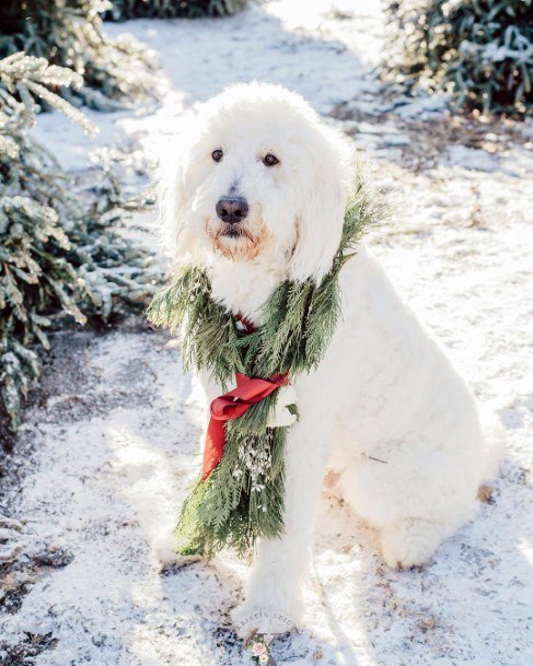 Adorable Plush White Puppy Cute Greenery Wreath Ideas For Christmas Wedding