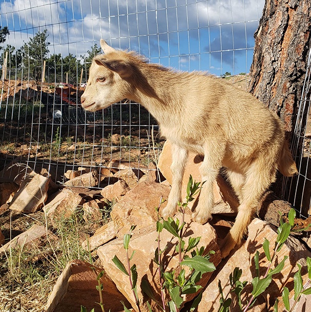 Baby Nigerian Dwarf Goats Animals