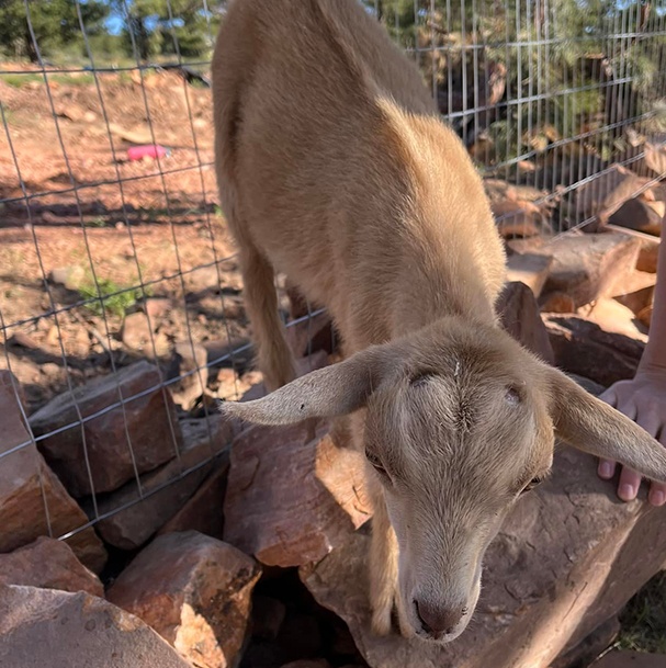Baby Nigerian Dwarf Goats Topaz