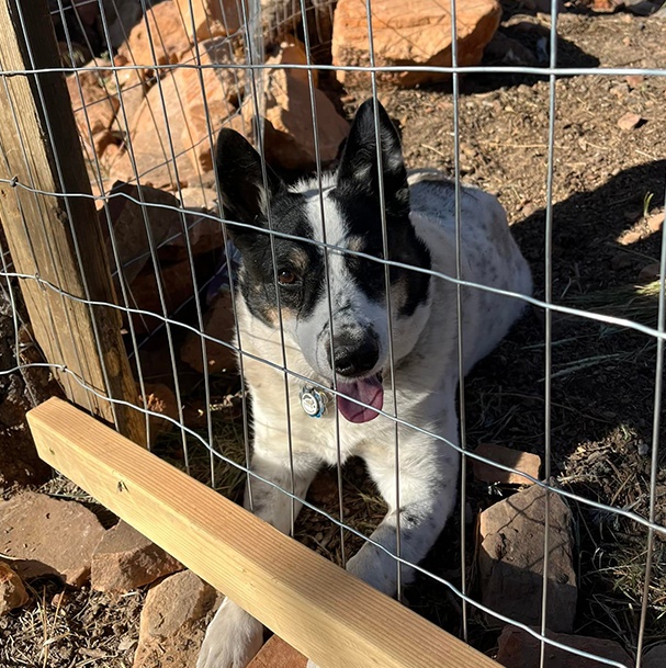 Baby Nigerian Dwarf Goats With Blue Heeler Dog Watching As Lgd