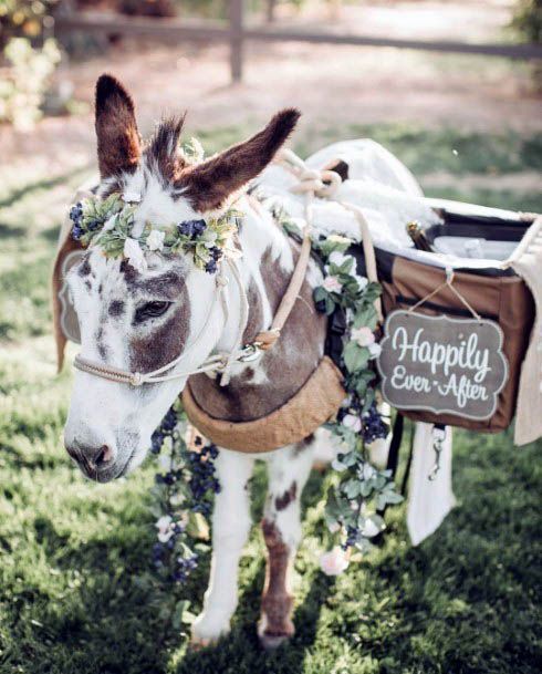 Beautiful Donkey Happily Ever After Wedding Inspiration Cute Animal Ideas