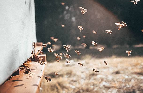 Beekeeping Hobbies For Women