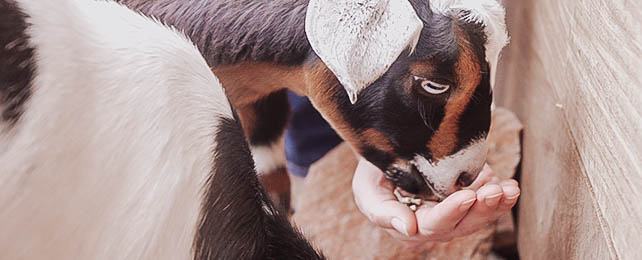 Top 40 Best Benefits Of Raising Goats – Why Are Goats Good Pets And Livestock Animals?