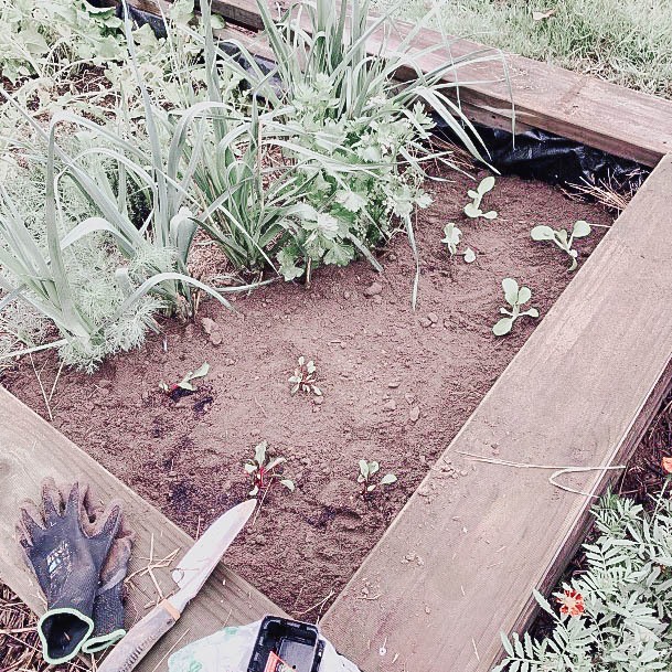 Best Above Ground Ideas For Garden Bed