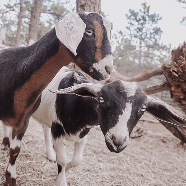 Best Side Hustles For Women Goat Weed Eating