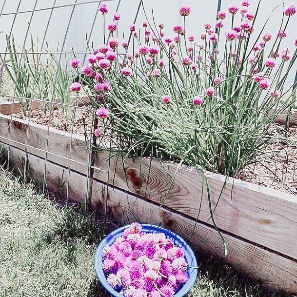 Best Wood Raised Garden Bed Ideas Pine