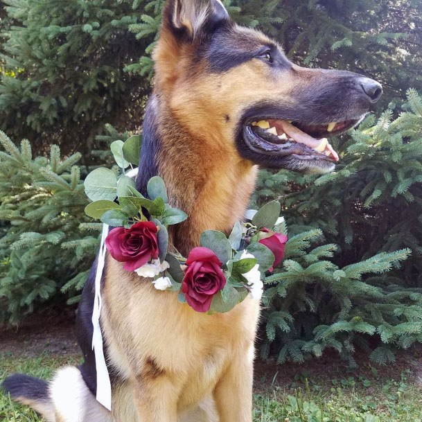 Burgundy Rose Garland On Dog Wedding Decorations