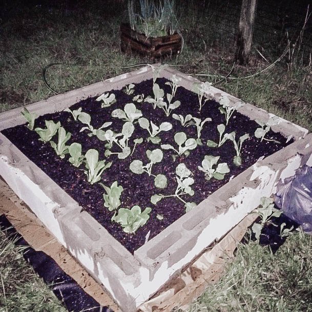 Cinderblock Elevated Garden Planter