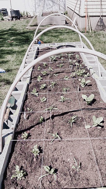 Cinderblock Raised Garden Bed Inspiration