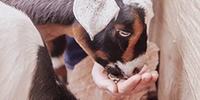 Benefits Of Raising Goats