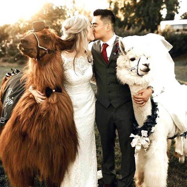 Cute Alpaca Pets Bride Groom Wedding Inspiration Ideas