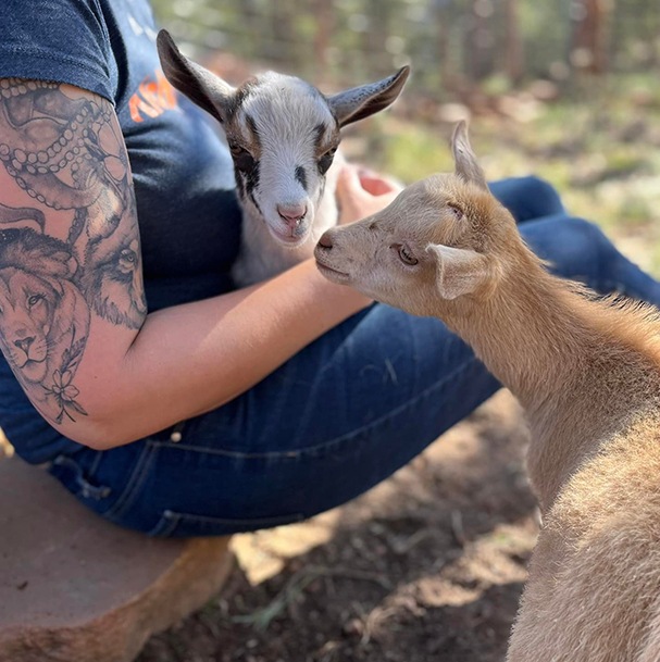 Cute Baby Nigerian Dwarf Goats