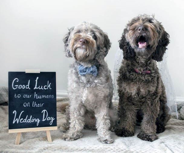 Cute Fluffy Dog Congratulating Bride Groom Wedding Sign Ideas