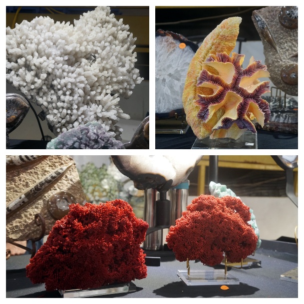 Denver Gem And Mineral Show Coral