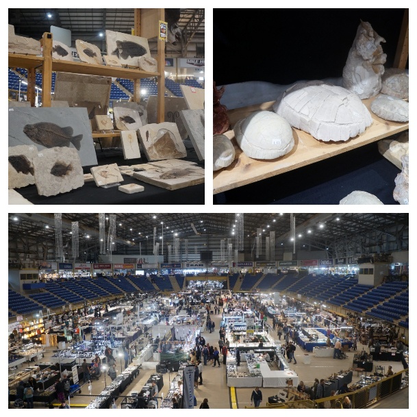 Denver Gem And Mineral Show Fossils