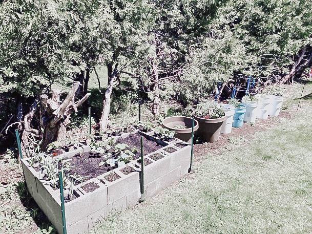 Diy Cinderblock Raised Garden Beds