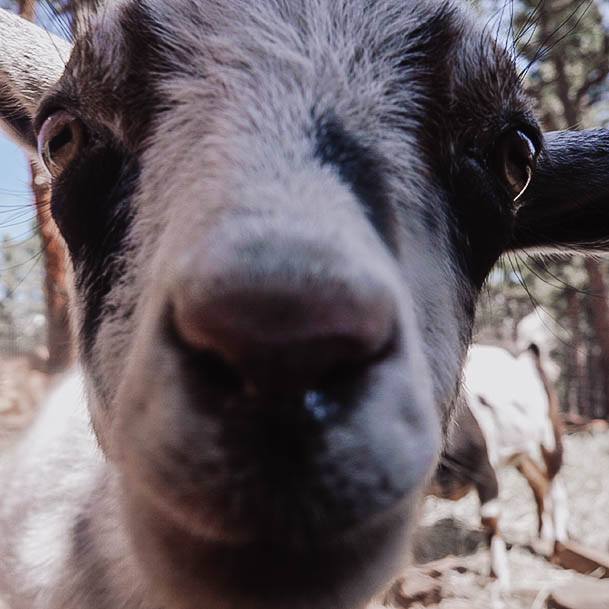 Druzy Goat Face Up Close Best Benefits Of Raising Goats
