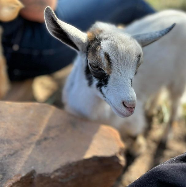 Druzy White Baby Nigerian Dwarf Goats