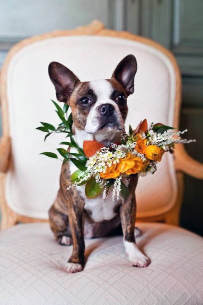 Fall Wedding Ideas Pet Friendly Orange Floral Collar Inspiration