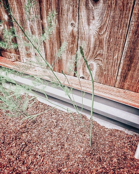 Food Garden Raised Metal Bed Ideas