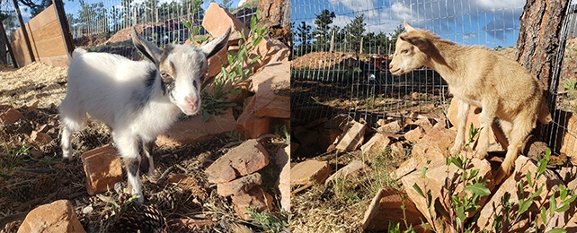 Homesteading With Goats – Nigerian Dwarfs At Ridge Haven Ranch