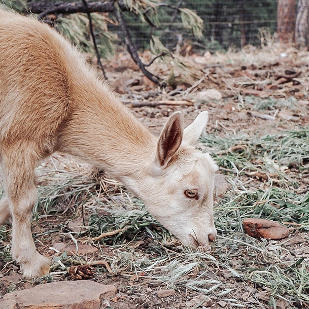 Goats Topaz Ridge Haven Ranch