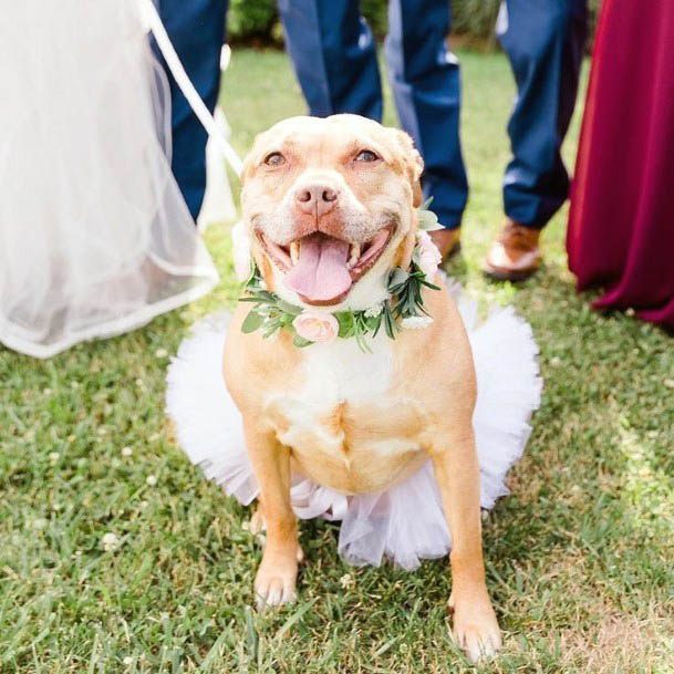 Gorgeous Pitbull Wearing Tutu Floral Colar Wedding Ideas