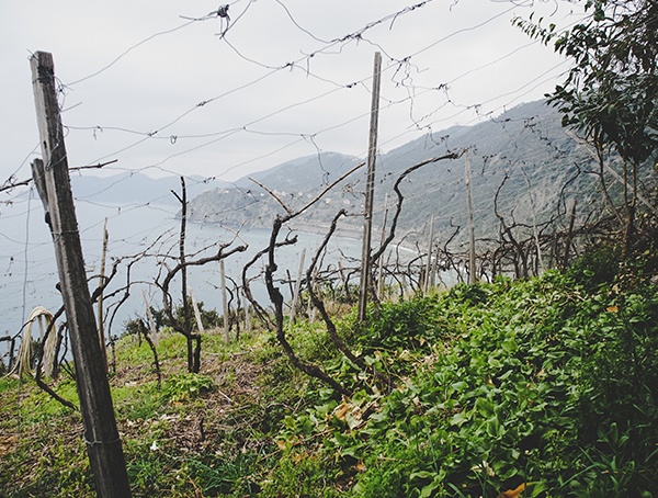 Hiking Through Wine Yards Cinque Terre