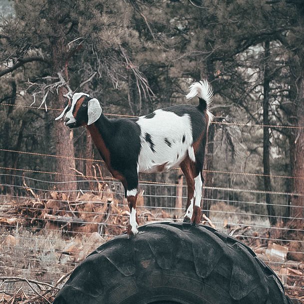 How To Care For A Goat Ruby On Pasture Tire