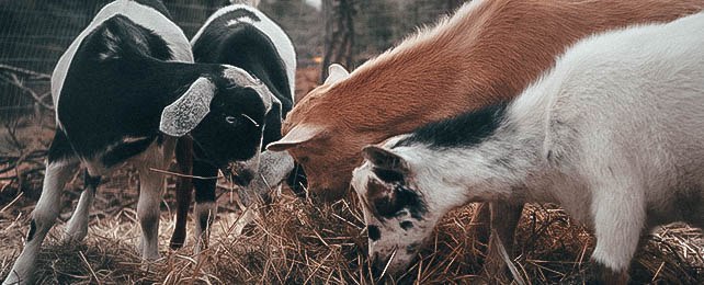 How To Take Care Of Goats – Goat Care 101 Guide