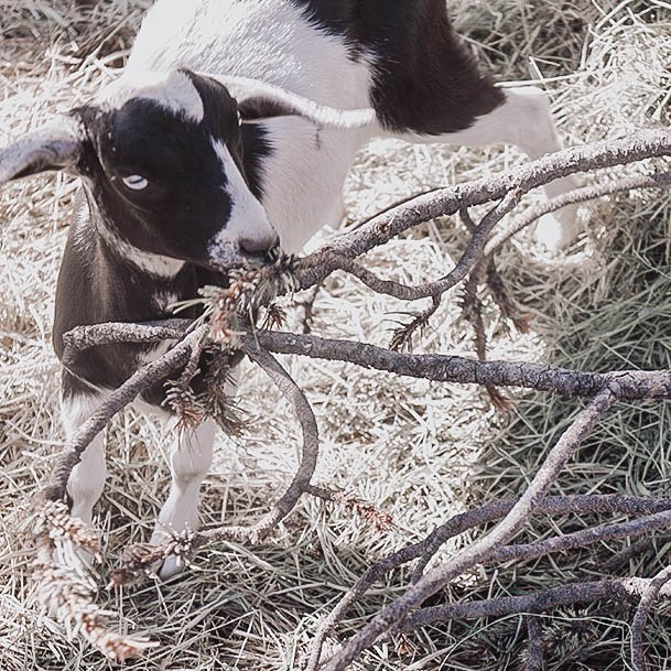 How To Raise Goats Pine Needles For Feed
