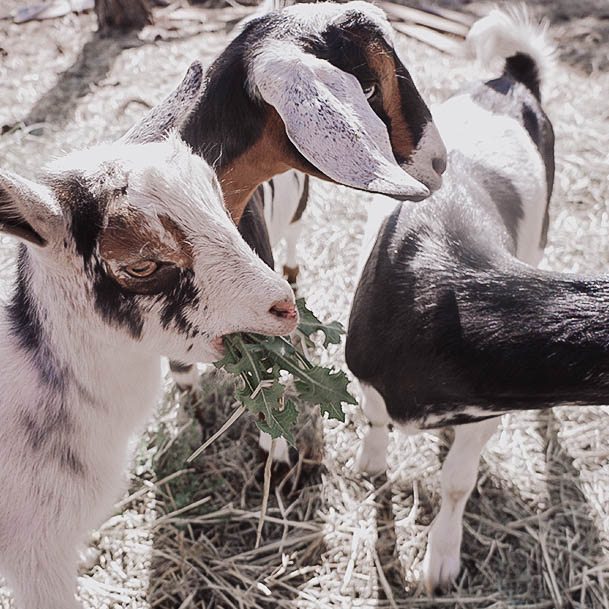 How To Raise Goats Prickly Weed Eating