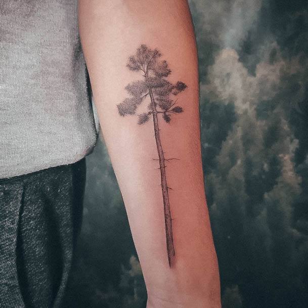 Incredible Pine Tree Tattoo For Ladies