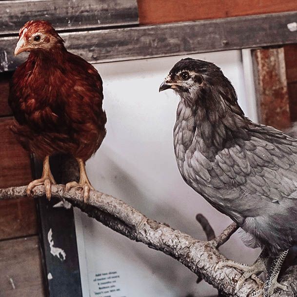 Inside The Chicken Coop Ridge Haven Ranch