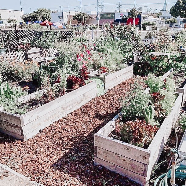 Medium Wood Raised Garden Beds