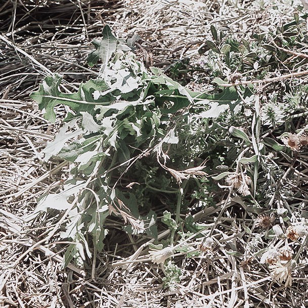 Mix Of Weeds That Goats Will Glady Eat