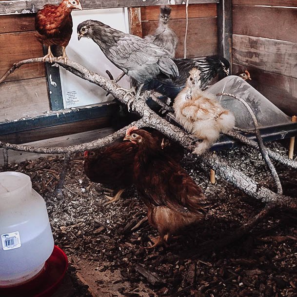 Nesting Chickens Ridge Haven Ranch