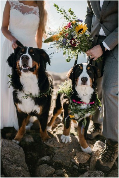 Pet Inclusive Ceremony Greenery Collar Inspiration Fall Wedding Ideas