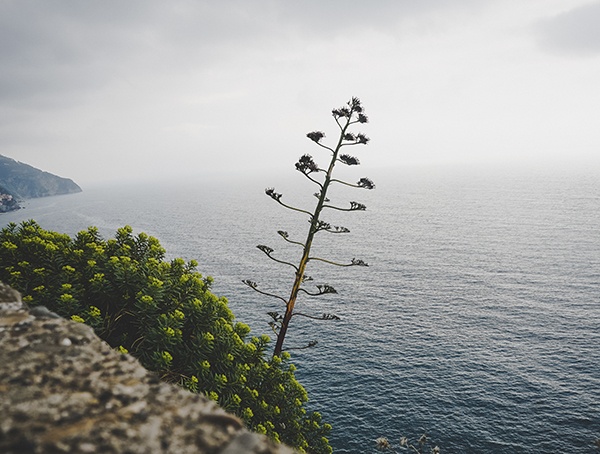 Plant Mountainside Cinque Terre