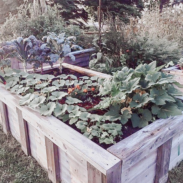 Raised Garden Bed Boxes Wood