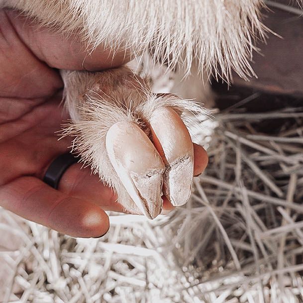 Raising Goats Hoof Trimming