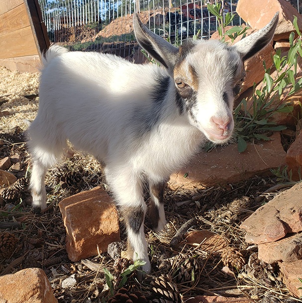 Ranch Animals Baby Nigerian Dwarf Goats