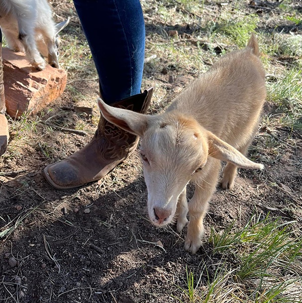 Ridge Haven Ranch Baby Nigerian Dwarf Goats