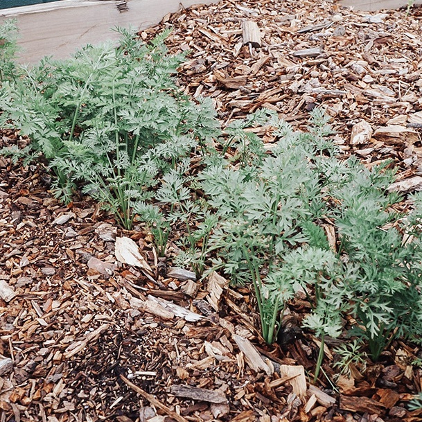 Ridge Haven Ranch Carrots