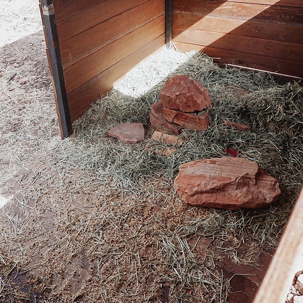 Ridge Haven Ranch Goat Shed Inside