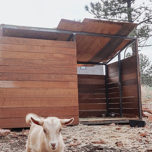 Ridge Haven Ranch Goat Shed With Topaz