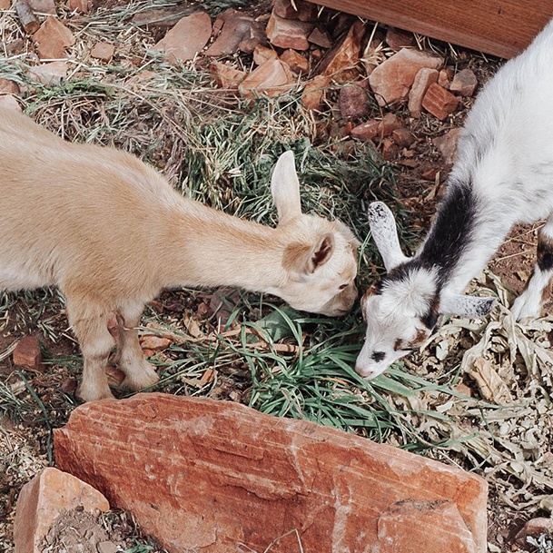 Ridge Haven Ranch Goats Eating Weeds