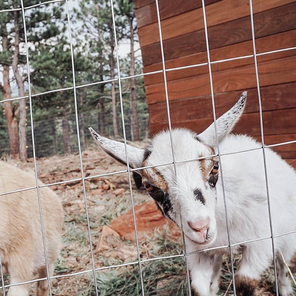 Ridge Haven Ranch Goats